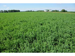 Tract 4 - 213 +/- Acres Offered in 5 Tracts of Prime Tillable Land, Extraordinary Rural Ohio Real Estate Auction